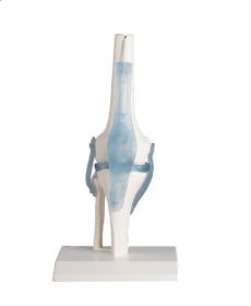 Erler Zimmer Knee Joint Model with Ligaments [Pack of 1]