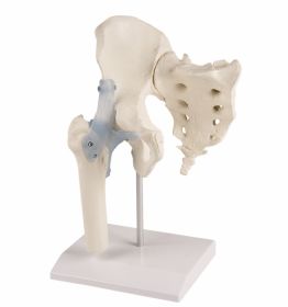 Erler Zimmer Hip Joint On Stand [Pack of 1]