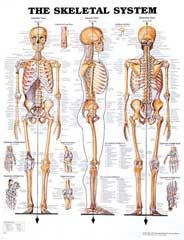 The Skeletal System Anatomical Chart 