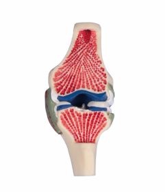Erler Zimmer Longitudinal Knee Joint [Pack of 1]