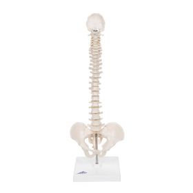 Mini Flexible Spine Model with Stand [Pack of 1]