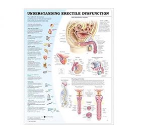 Anatomical Chart - Understanding Erectile Dysfunction