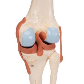 Deluxe Functional Knee Joint Model [Pack of 1]