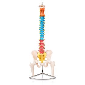 Budget Flexible Didactic Spine Model with Pelvis and Femoral Heads [Pack of 1]