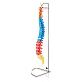 Budget Flexible Didactic Spine Model [Pack of 1]