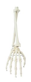 Erler Zimmer Hand With Lower Arm [Pack of 1]