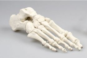 Erler Zimmer Skeleton Of The Foot Articul [Pack of 1]