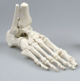 Erler Zimmer Skeleton Of The Foot [Pack of 1]
