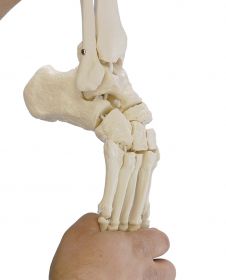 Erler Zimmer Skeleton Of Foot With Start Of Lower Leg [Pack of 1]