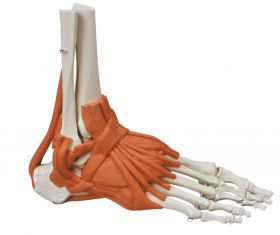 Erler Zimmer Skeleton Of The Foot With Ligaments [Pack of 1]