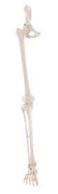 Erler Zimmer Skeleton Of The Leg, Movably Articulatedthigh Leg And Foot, Pelvis Detachable
