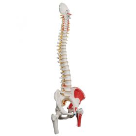 Classic Flexible Spine Model with with Femur Heads and Painted Muscles [Pack of 1]