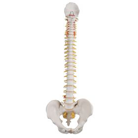 Classic Flexible Spine Model [Pack of 1]