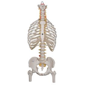 Flexible Spine Model with Ribs, Pelvis and Femur Heads [Pack of 1]