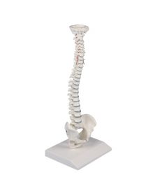 Miniature Spinal Column Model [Pack of 1]