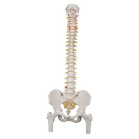 Classic Flexible Spine Model with Femoral Heads [Pack of 1]