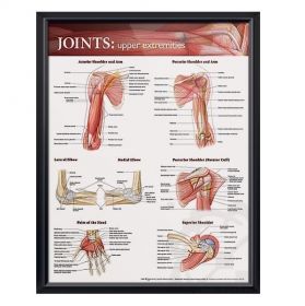Anatomical Chart - Joints of the Upper Extremities