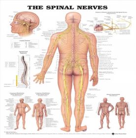 Anatomical Chart - The Spinal Nerves