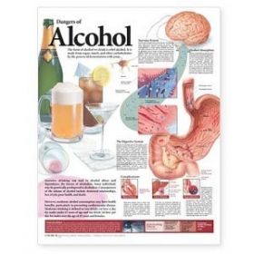 The Dangers of Alcohol Anatomical Chart