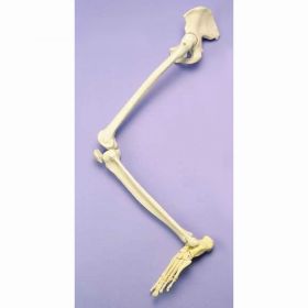 Articulated Leg Skeleton with Half Pelvis [Pack of 1]