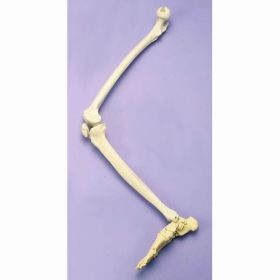 Articulated Leg Skeleton Model [Pack of 1]