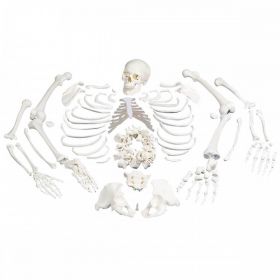Disarticulated Skeleton Model, with Skull [Pack of 1]