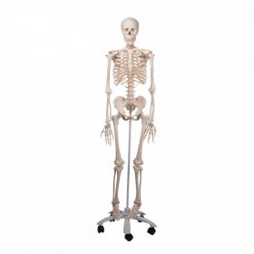 Stan Skeleton Model [Pack of 1]
