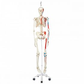 Max Muscle Skeleton Model on Hanging Stand Full Size [Pack of 1]