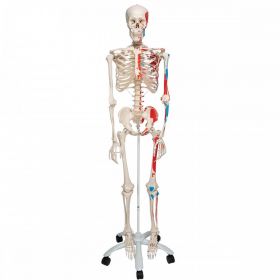 Max Muscle Skeleton Model [Pack of 1]