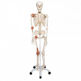 Leo Ligament Skeleton Model [Pack of 1]
