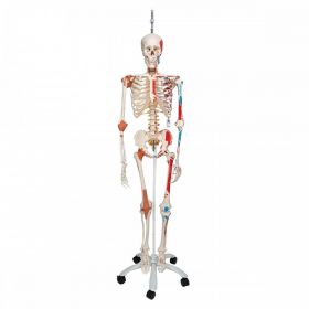 Sam Skeleton Model with Muscles and Ligaments on Hanging Stand [Pack of 1]