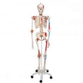 Sam Skeleton Model with Muscles and Ligaments [Pack of 1]