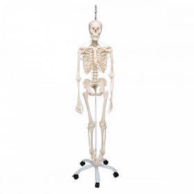 Functional Frank Skeleton Model on Hanging Stand [Pack of 1]
