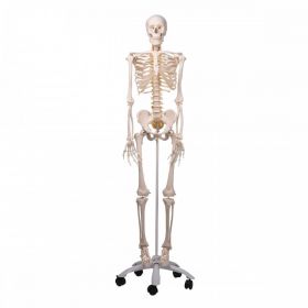 Fred Flexible Skeleton Model [Pack of 1]