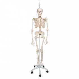 Phil Physiological Skeleton Model on Hanging Stand [Pack of 1]