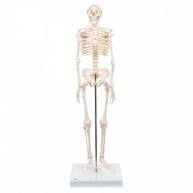 Shorty Mini Skeleton Model  [Pack of 1]
