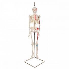 Shorty Mini Skeleton Model with Painted Muscles on Hanging Stand [Pack of 1]