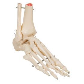 Flexible Foot and Ankle Model [Pack of 1]