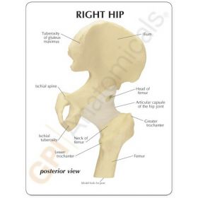 Hip Joint Anatomy Model [Pack of 1]