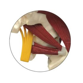 Muscled Hip with Sciatic Nerve Model [Pack of 1]