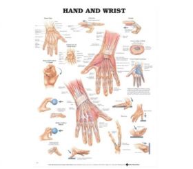 Anatomical Chart - Hand and Wrist
