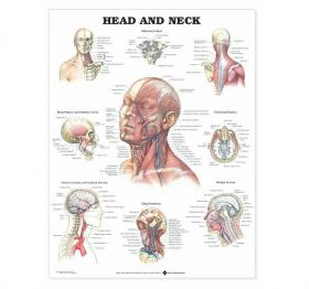 Anatomical Chart - Head and Neck