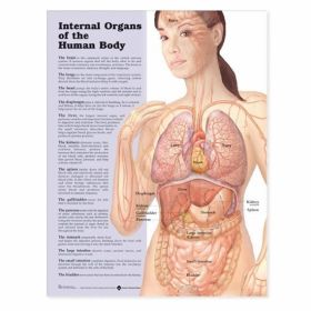 Anatomical Chart - Internal Organs of the Human Body