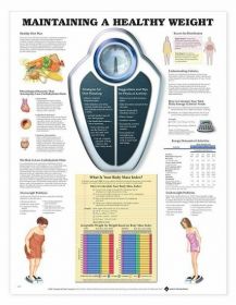 Anatomical Chart - Maintaining a Healthy Weight