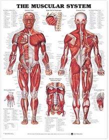 Anatomical Chart - Muscular System