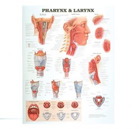 Anatomical Chart - Pharynx and Larynx