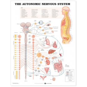 Anatomical Chart - The Autonomic Nervous System