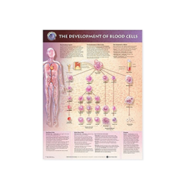 Anatomical Chart - The Development of Blood Cells