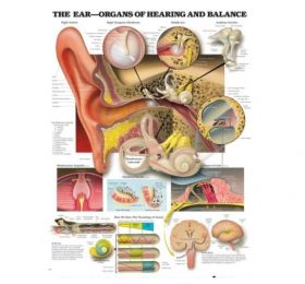 Anatomical Chart - The Ear-Organs of Hearing and Balance