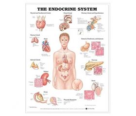 Anatomical Chart - The Endocrine System